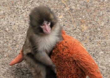 Preku rrjetin/ Majmuni i vogël që gjeti ngushëllim te një lodër