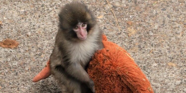 Preku rrjetin/ Majmuni i vogël që gjeti ngushëllim te një lodër
