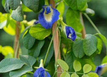 Nga lule zbukuruese në “ari blu”, si butterfly pea po fuqizon gratë rurale në Indi