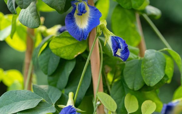 Nga lule zbukuruese në “ari blu”, si butterfly pea po fuqizon gratë rurale në Indi