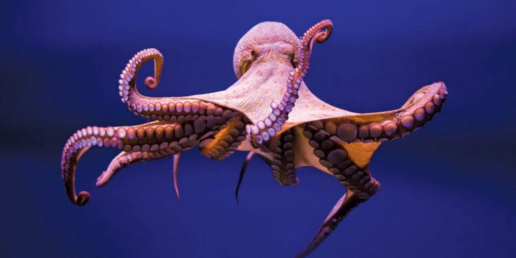 Kur femrat e oktapodëve nuk duan të çiftëzohen, ata mund të vrasin meshkujt