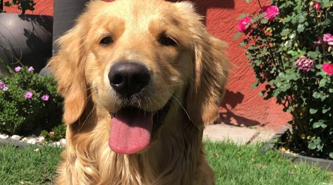 Shokuese në Dubai: Banorët po braktisin kafshët shtëpiake mes tensioneve në rajon