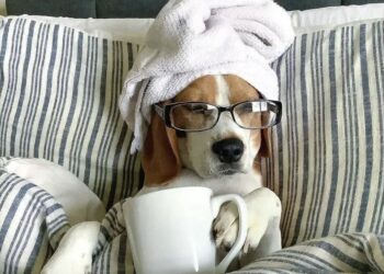 Këto katër shenja të zodiakut do të jenë të pandalshme gjatë 2026-s